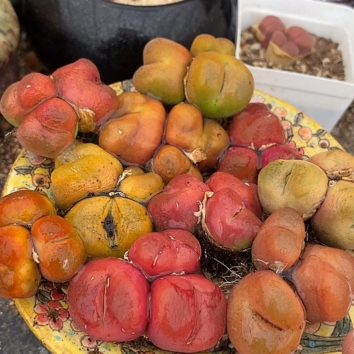 29535三头群生一颗  有伤