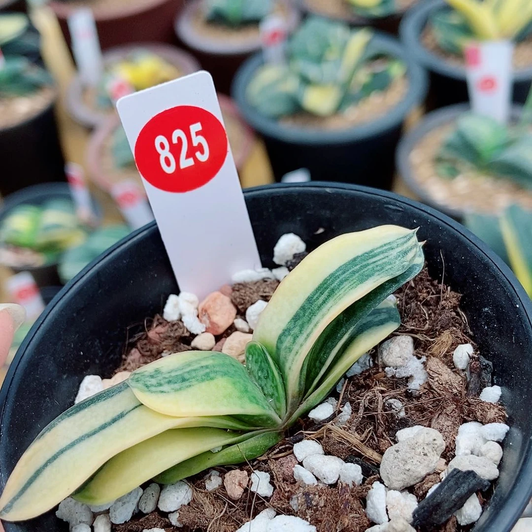 全部花苞825卧牛实生锦带盆发货