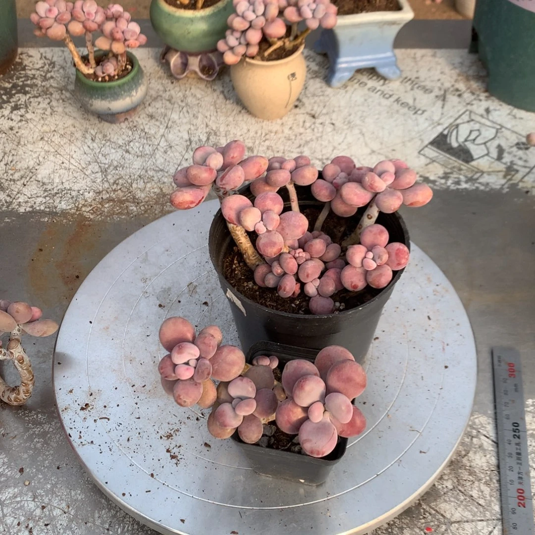 桃蛋老桩不带盆4号