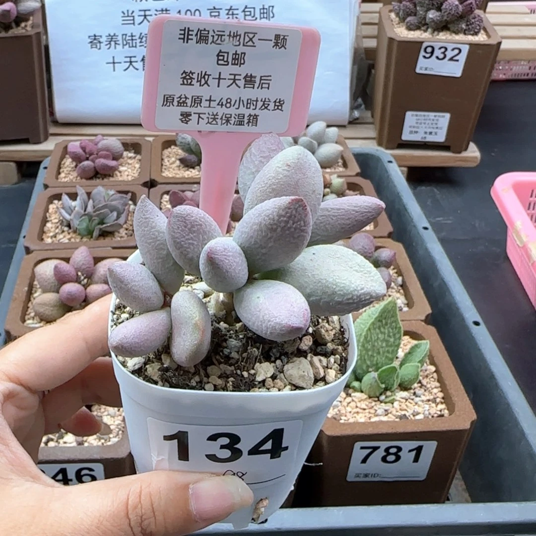 134奶油泡芙多肉植物