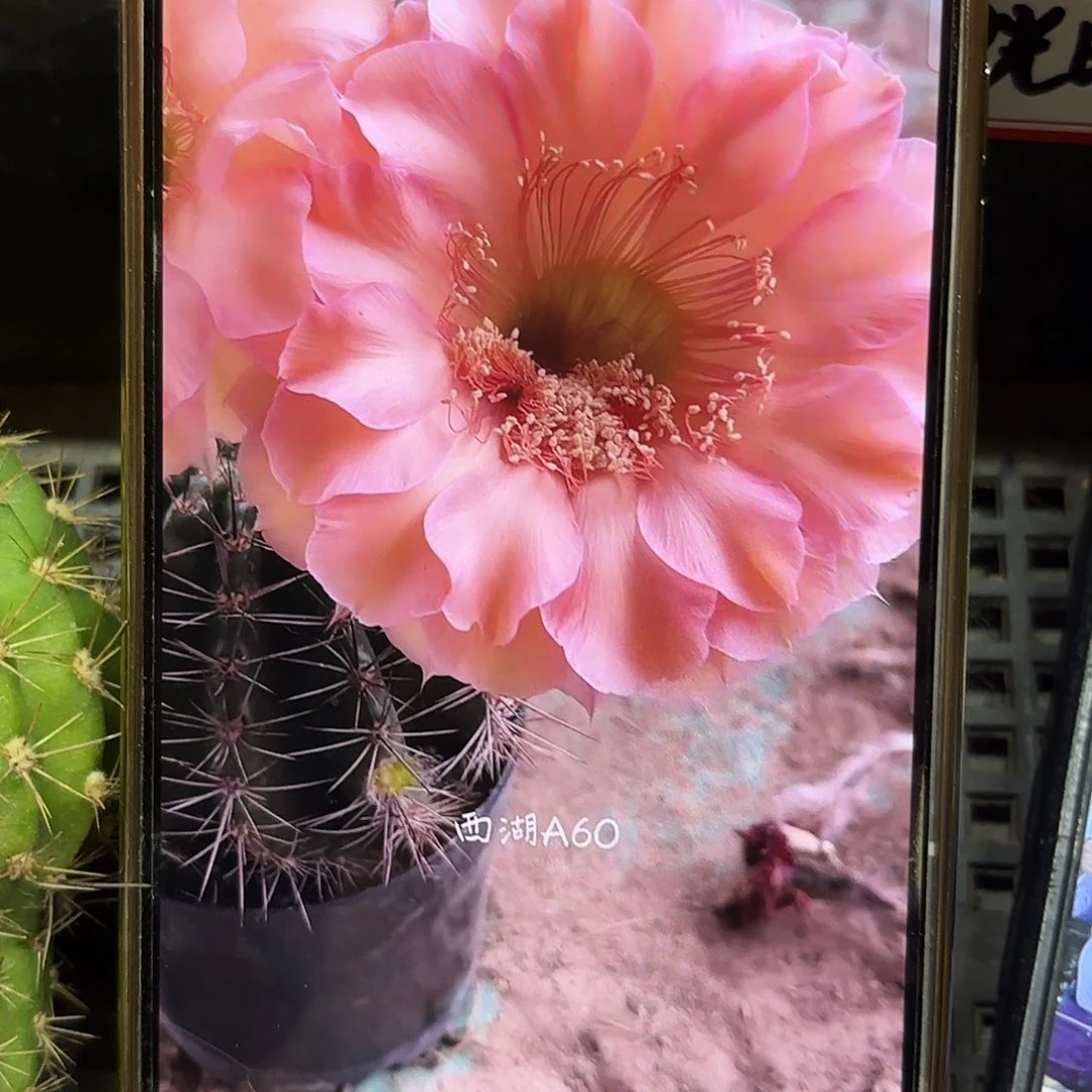 三公分A60 无根侧牙满20包邮14