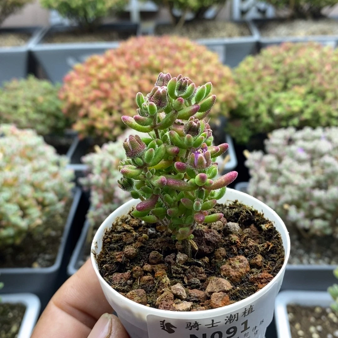 091红宝石枝干番杏多肉