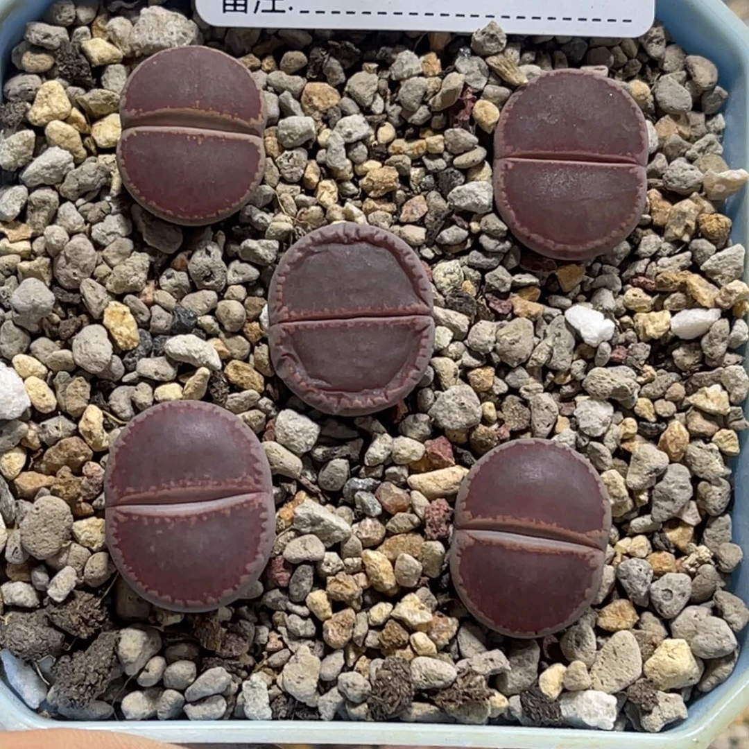 7423比利时ko5颗尺寸1.8