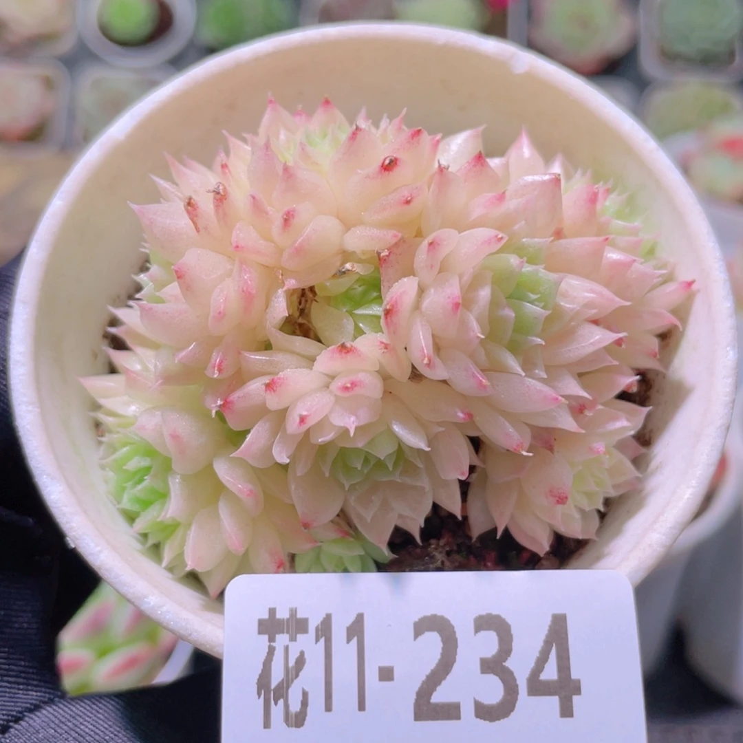 花利美11-234麦秆群