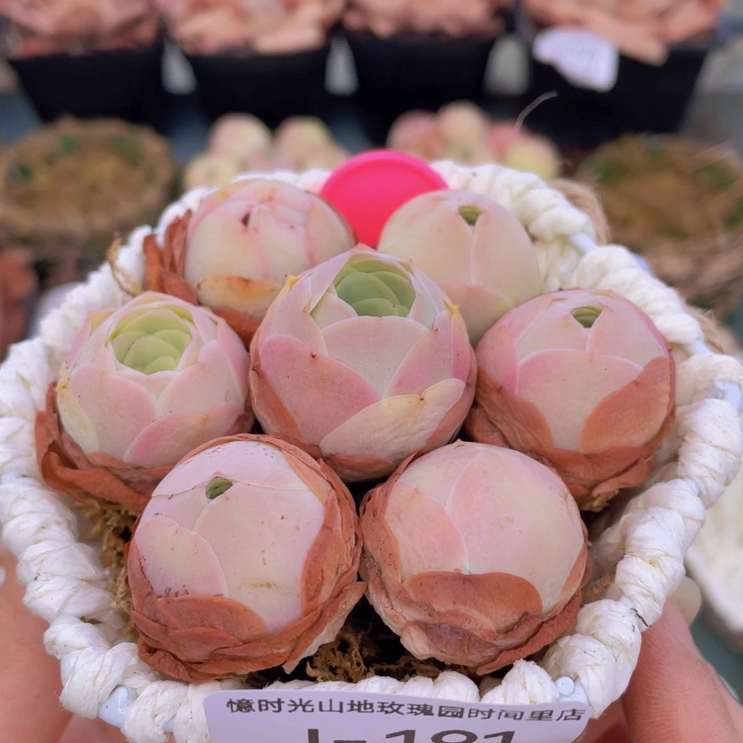 花篮组合J191一物一拍