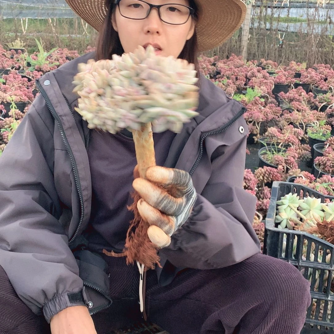 593 淡雪缀 一物一拍