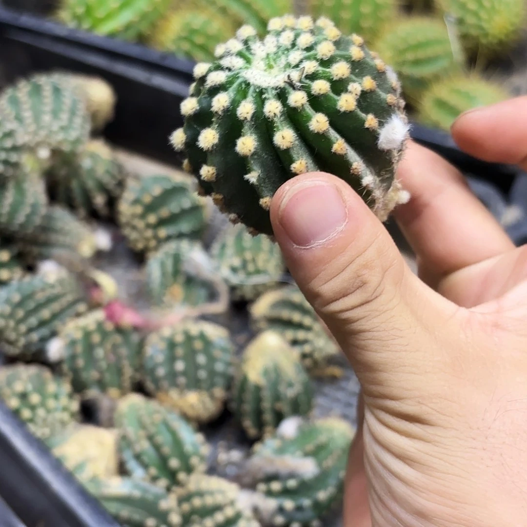 粉金刚侧牙20包邮仙人球28