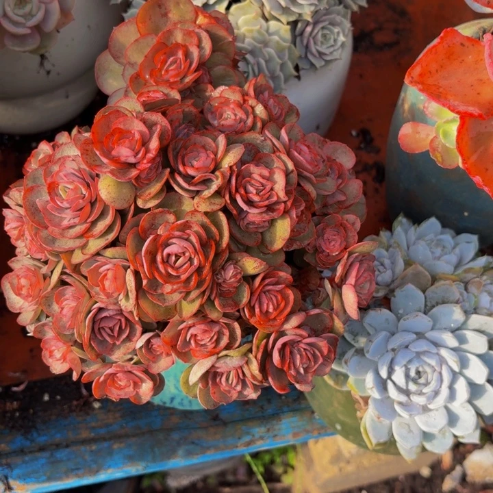 迁***生老桩精品肉肉秀研