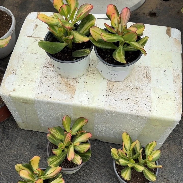 勇***者当前无花栽培后可以开花卷叶30