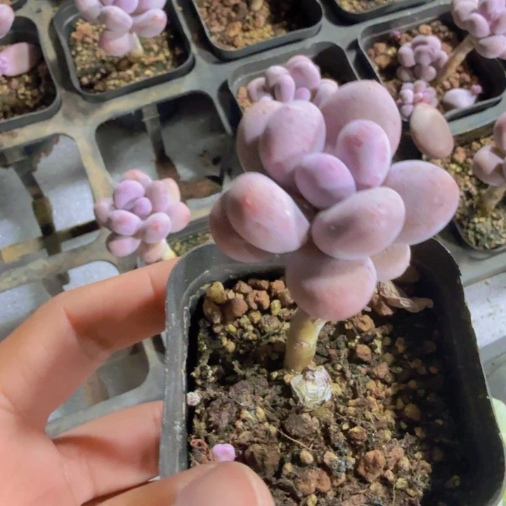 棒棒糖奶酪六五盆一颗