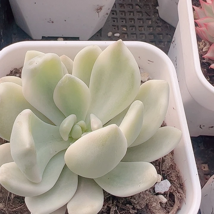 肥*庆多肉植物多肉植物
