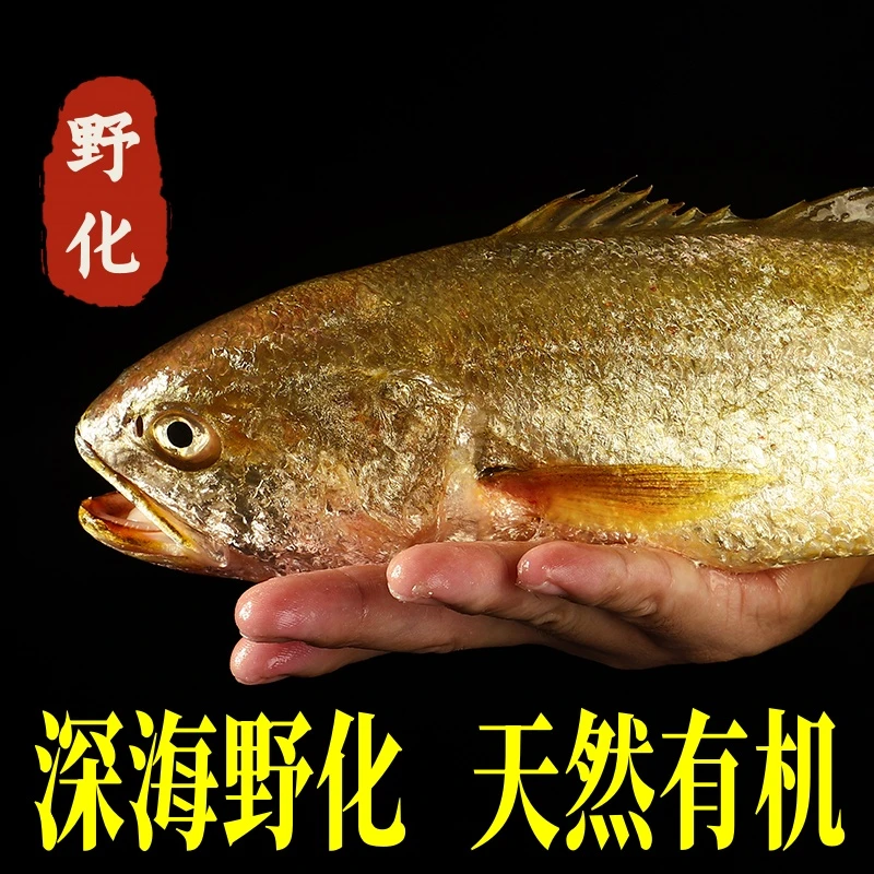 【鲜活到家】活深海野化大黄鱼（1箱1只，每只约1斤）