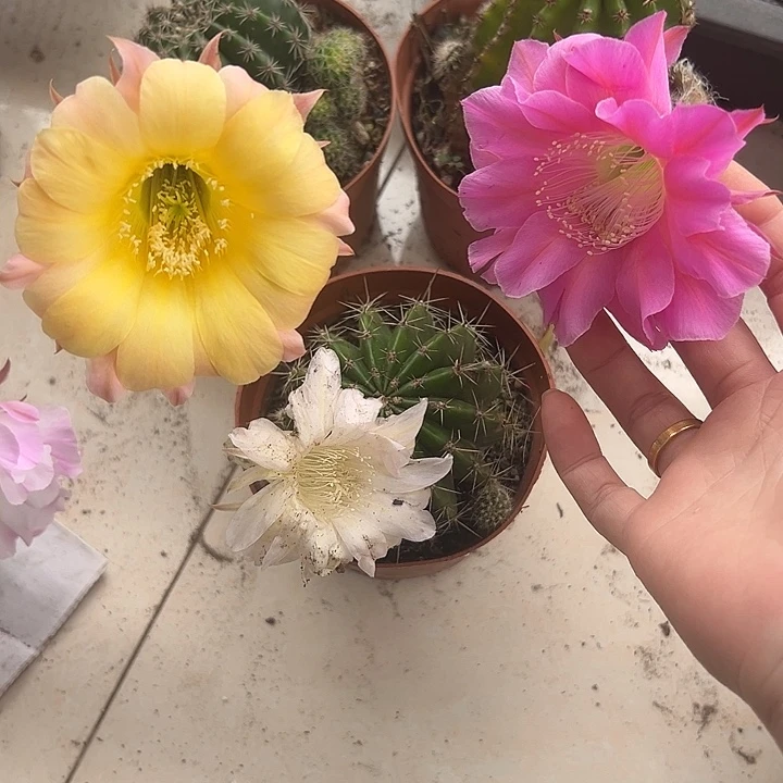 无花朵三个实生彩草包邮15
