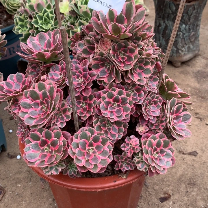 021粉女郎多肉植物特价