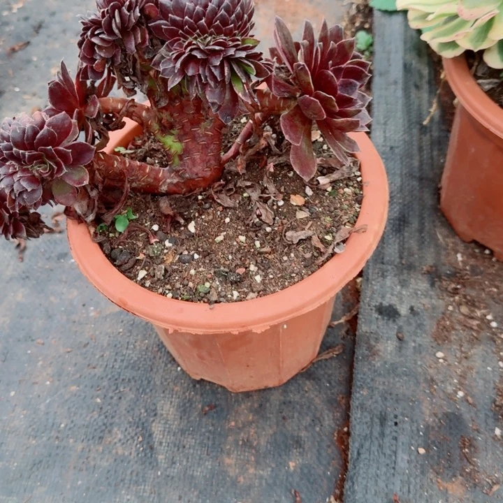 527花花公子缀化多肉植物满28包邮