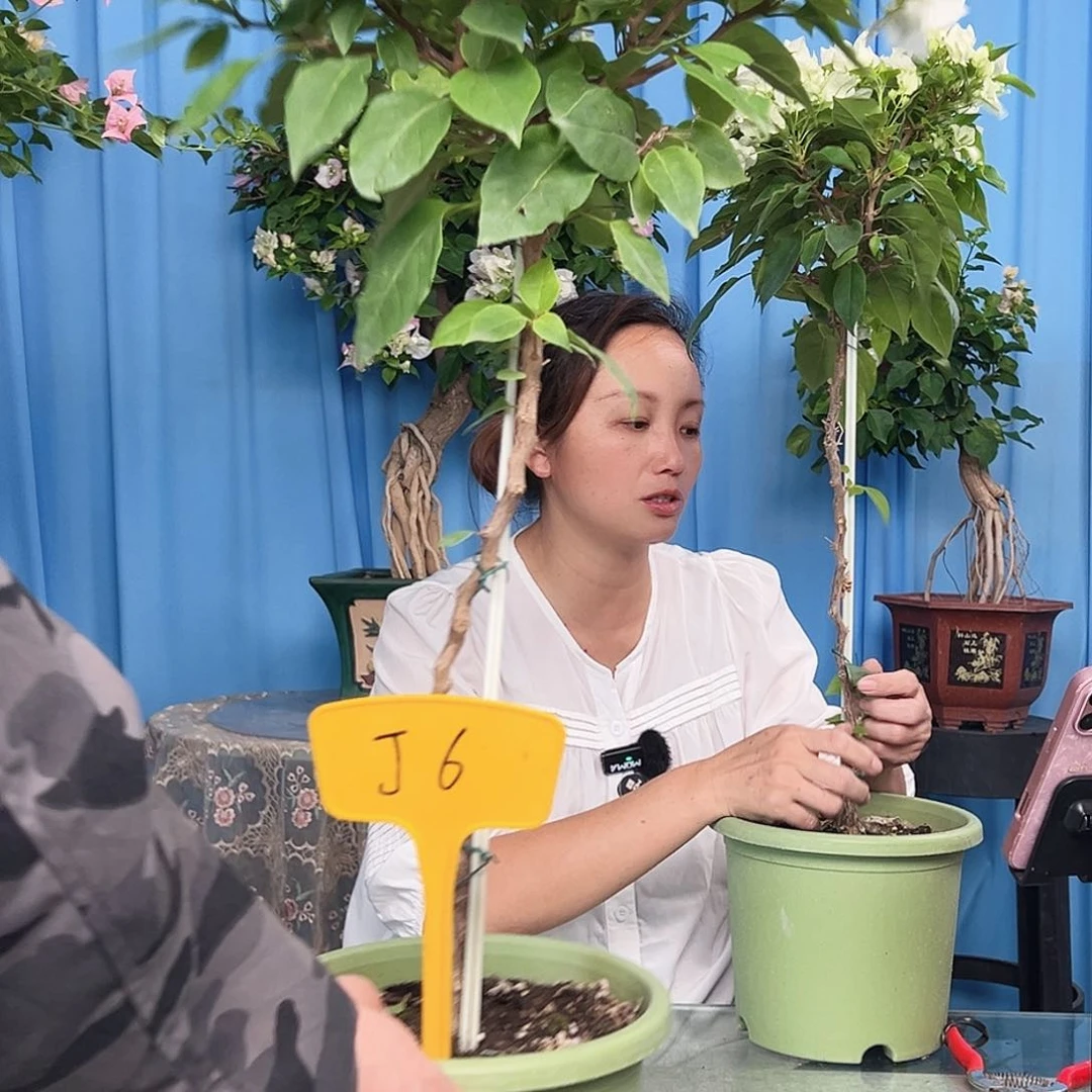 林***夕当前无花栽培后可以开花J6白狐狸