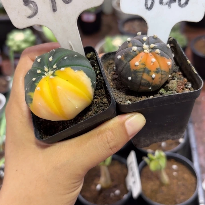****爱640 576二个好养皮实好活