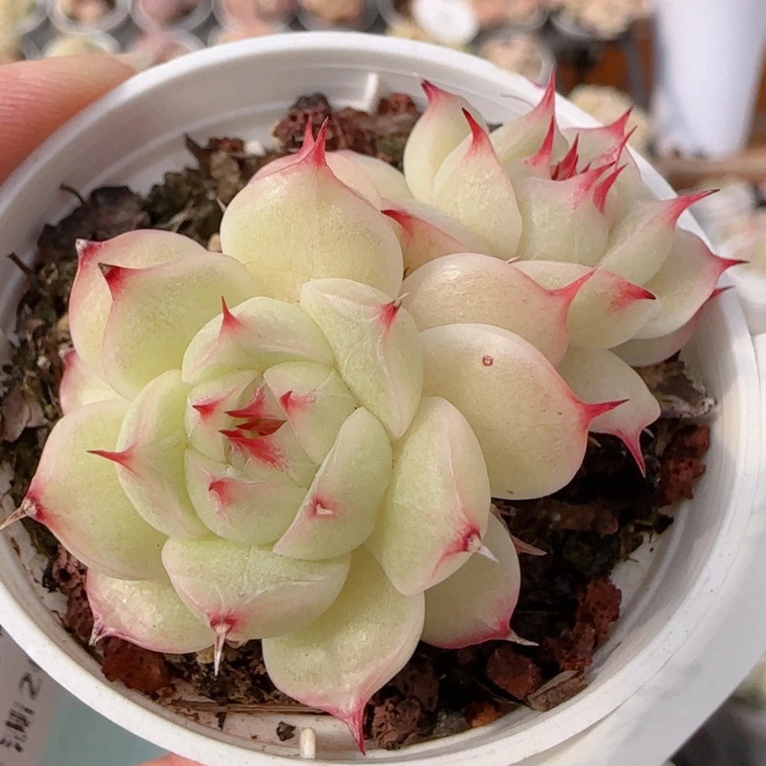 花语多肉0104-238海王散