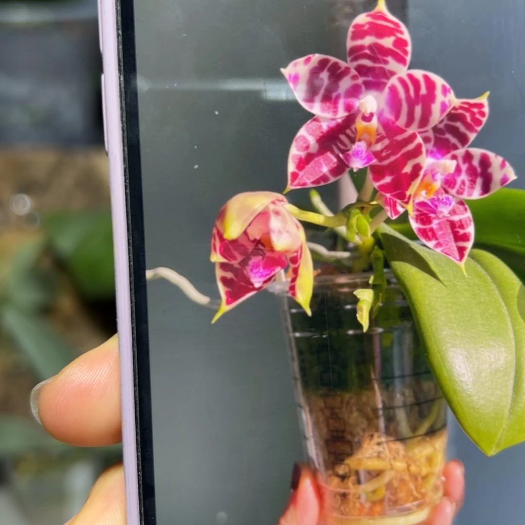 无花朵银奖斑马分生获奖品种