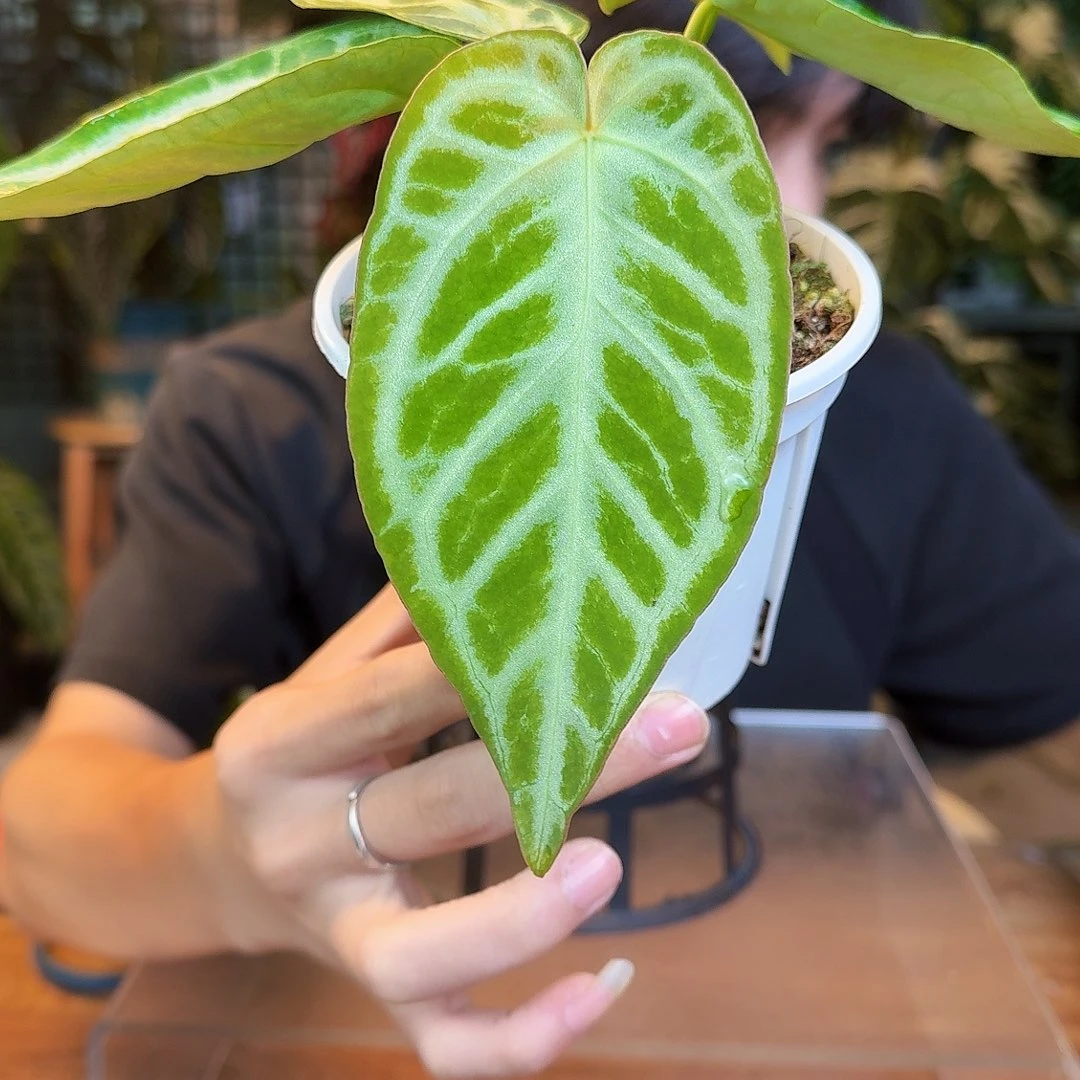 完全开放O167skg银杂银刷子