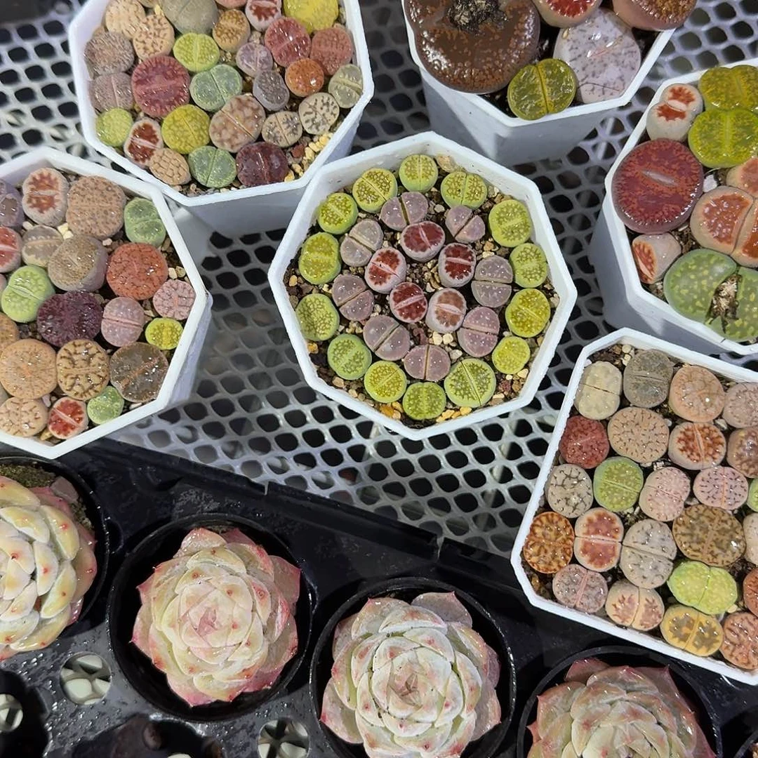 大号生实话多肉植物