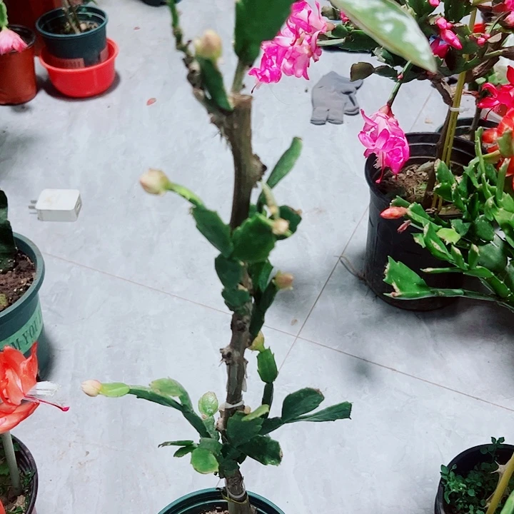 刘*叶仙嫁给重瓣蟹爪兰