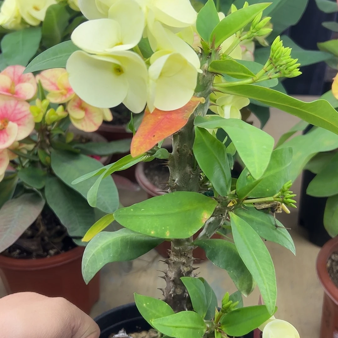 288泰国大花虎刺梅