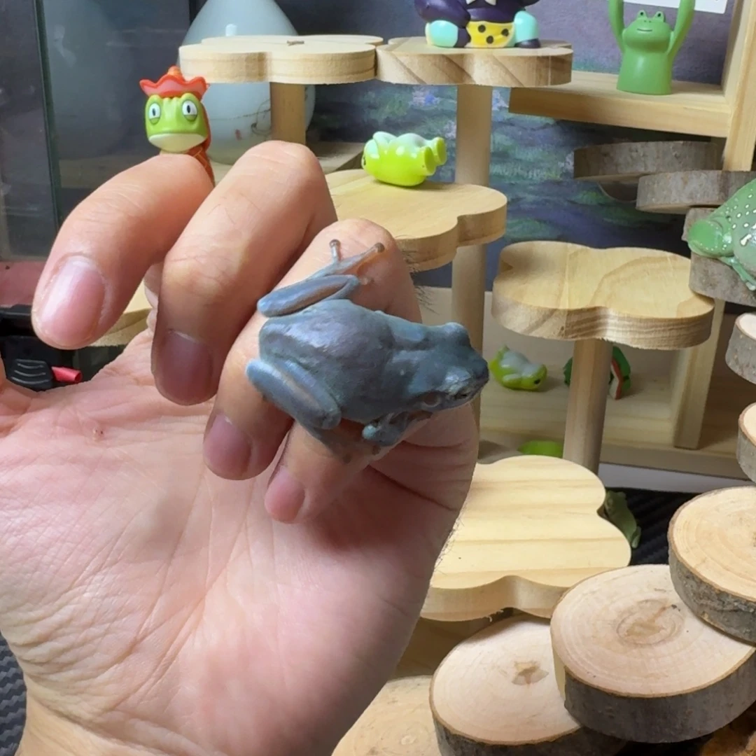 老爷树蛙6号姥爷树蛙素皮蓝