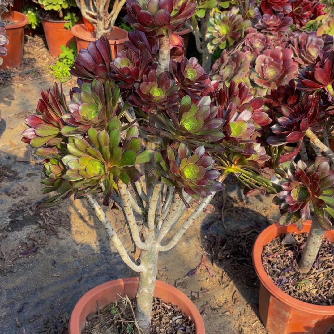 330鲜花老桩造型