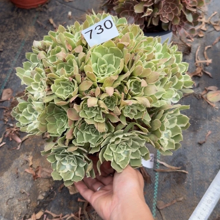 绿体浣纱多肉植物不包损730