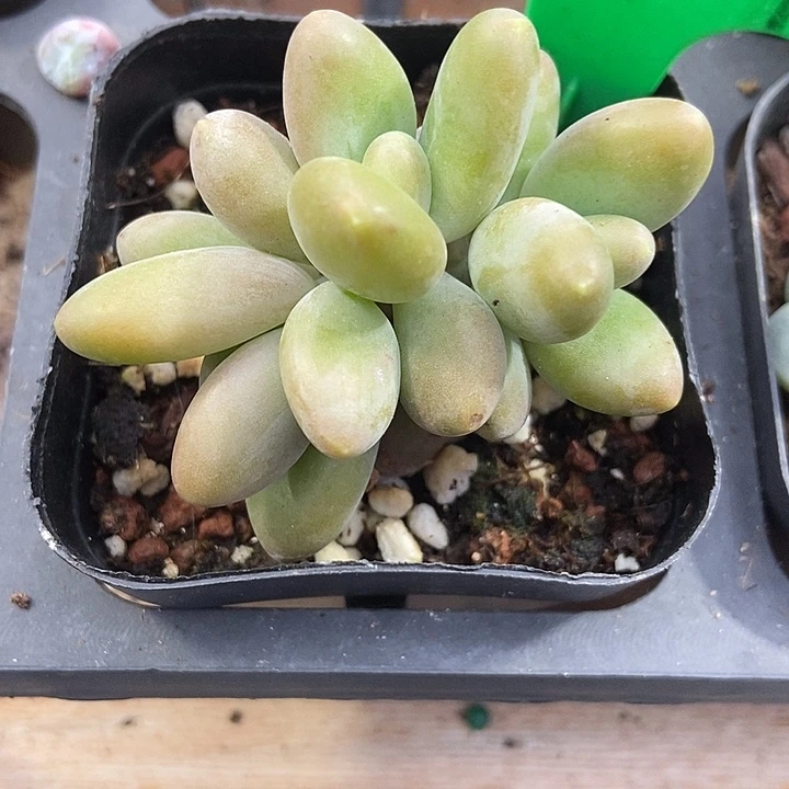 多肉植物芒果奶817