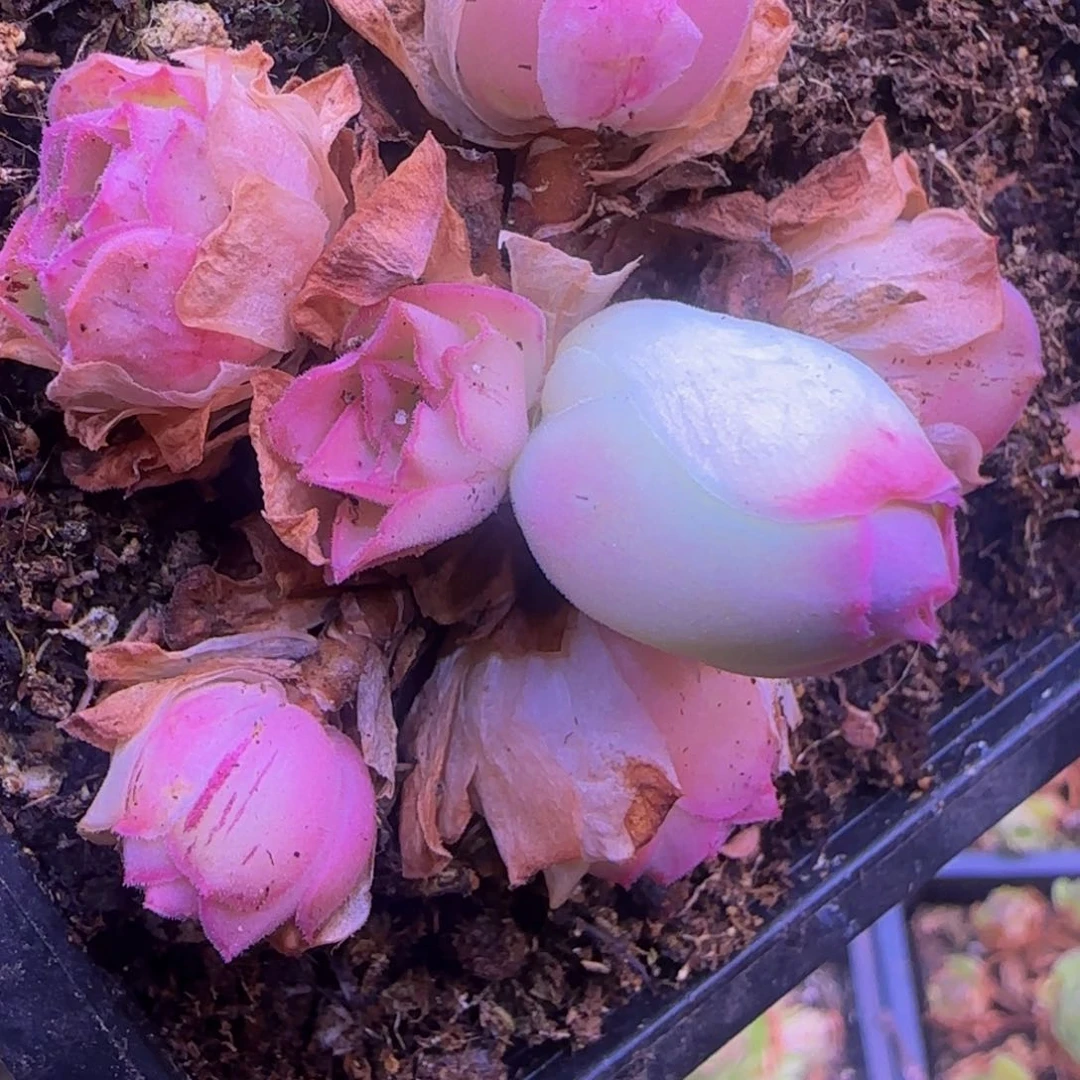 福利1588885585566555669