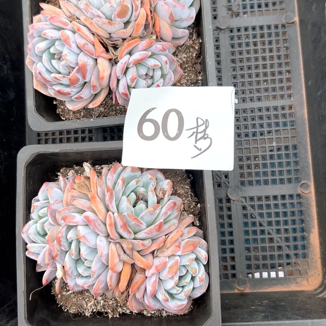 缘*?60哈哈喜欢喝茶就好