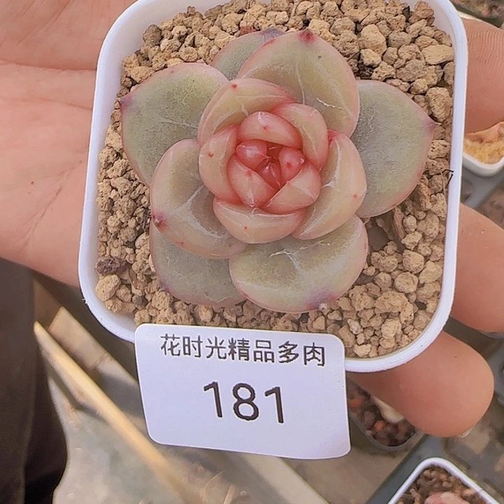 花时光精品多肉181