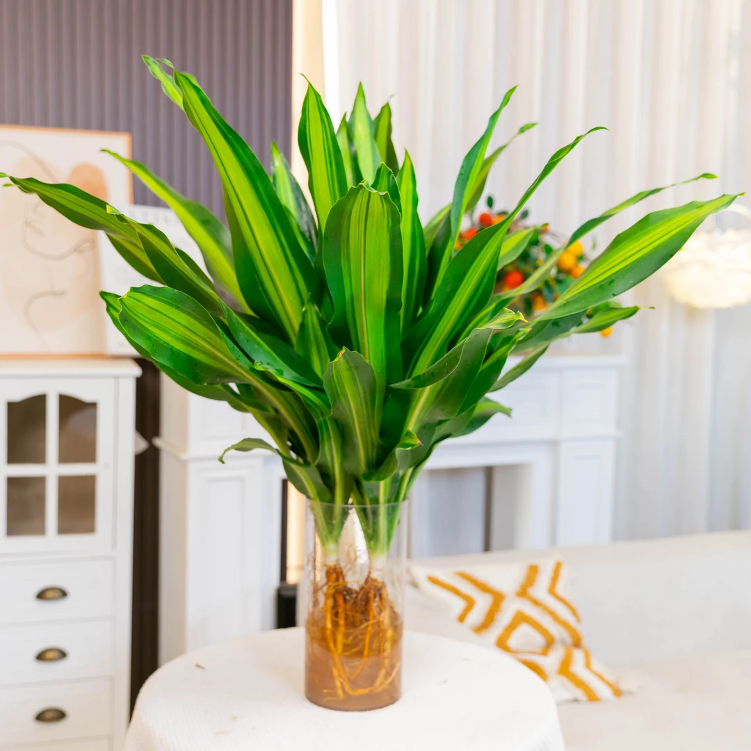 【买一送一】大叶金心百合竹室内净化空气绿植室内好养易活
