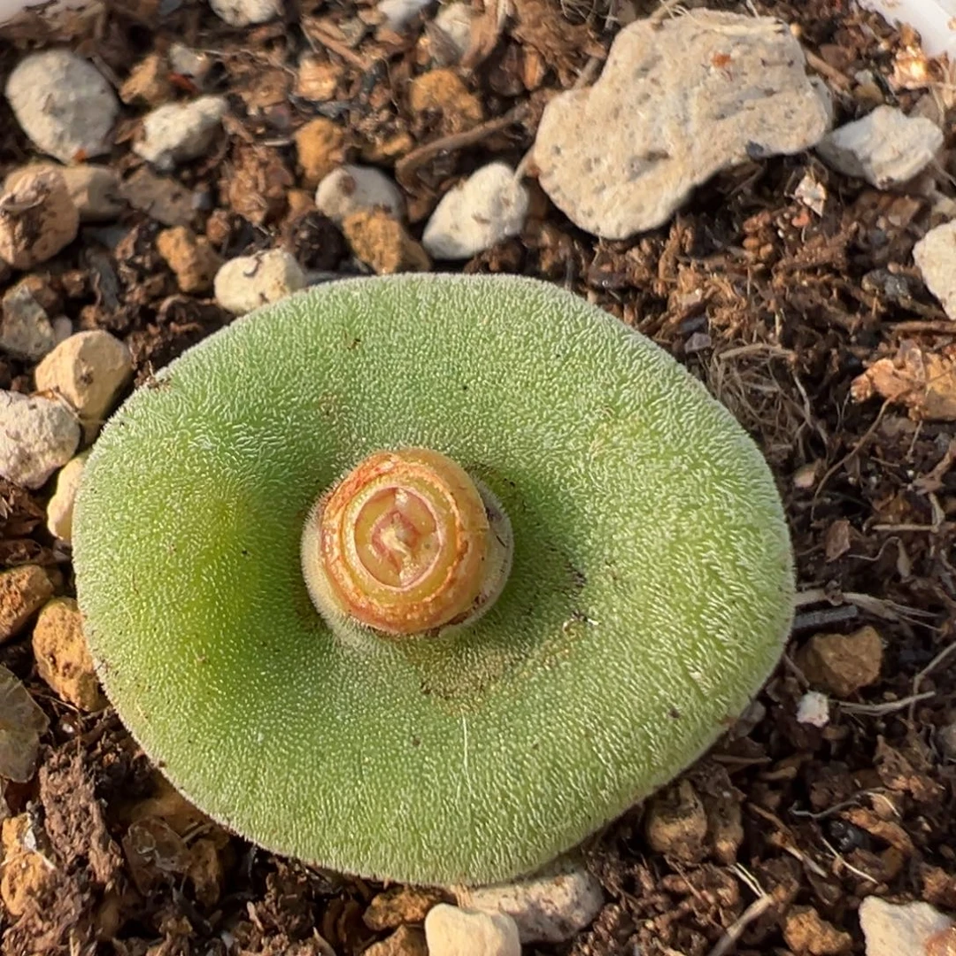 91多肉植物百科毛饼