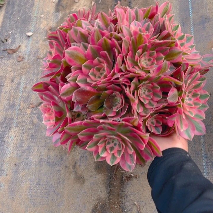 683分女法师多肉断枝不售后