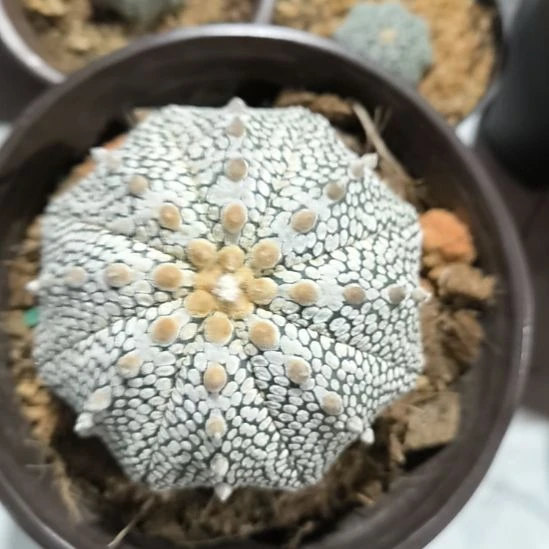 奇迹一物一拍实生8.5