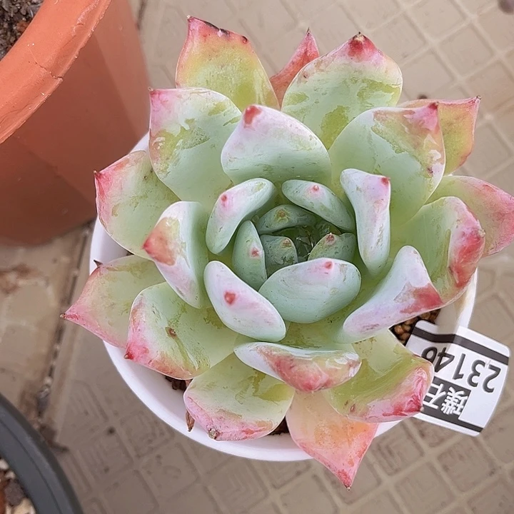 祖母绿23146多肉植物