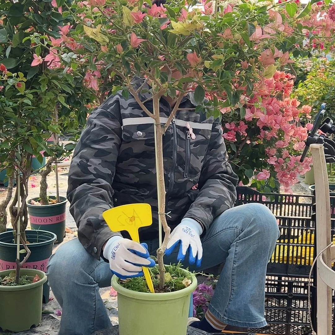 喜***师大部分花苞少量开放A62卡亚塔