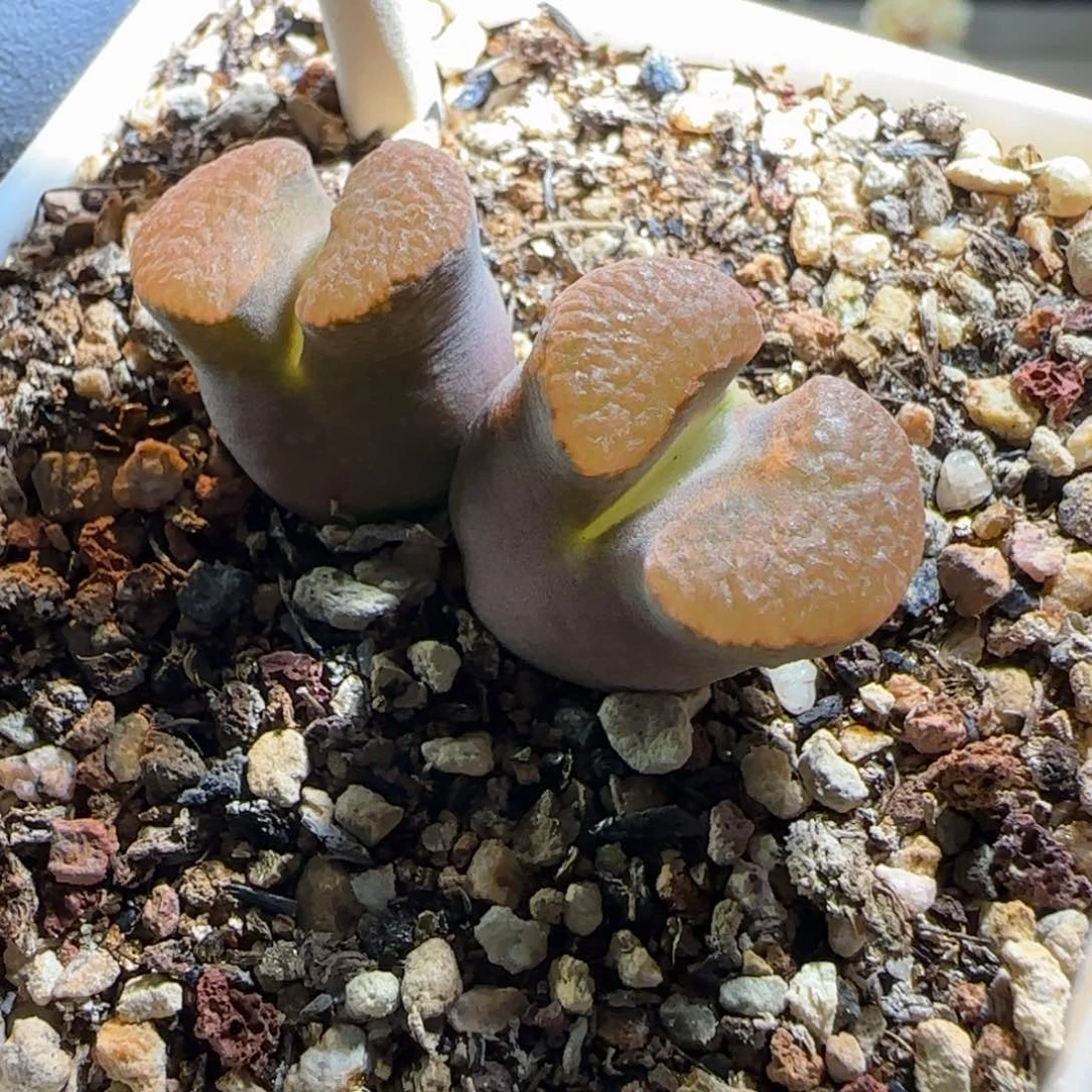 多肉植物磁铁风铃玉65号