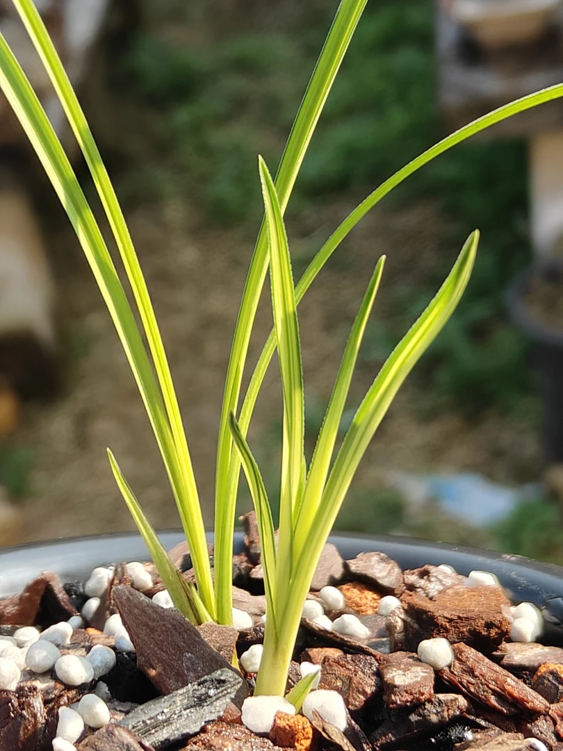 细叶春兰原生种黄心草青蓝中透艺（稳定艺）兰花苗绿植