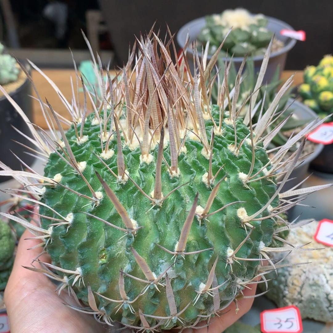 55号 苗接强刺振武玉 无根