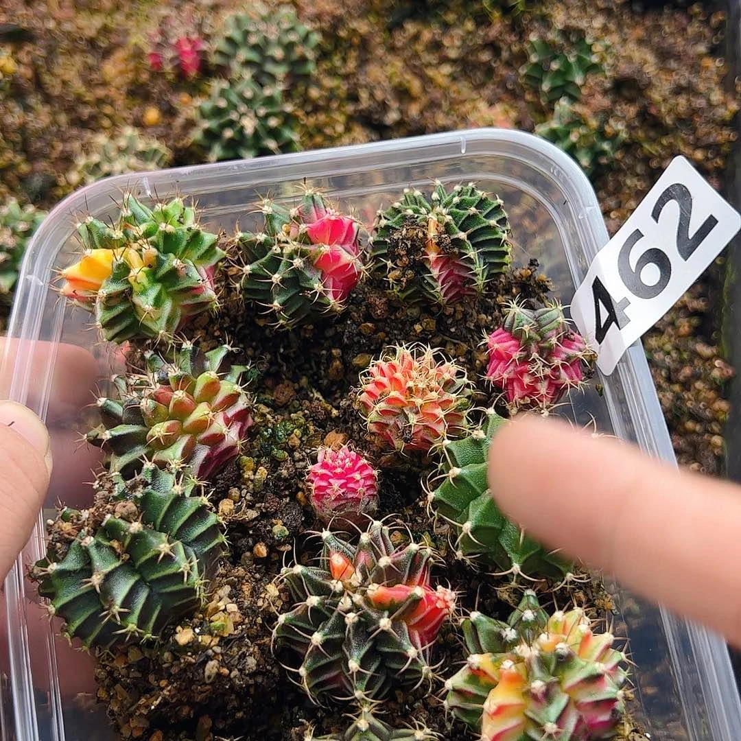 当前无花栽培后可以开花462