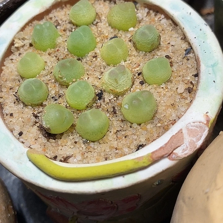 拉登一颗。 大于0.8。   买二送一。