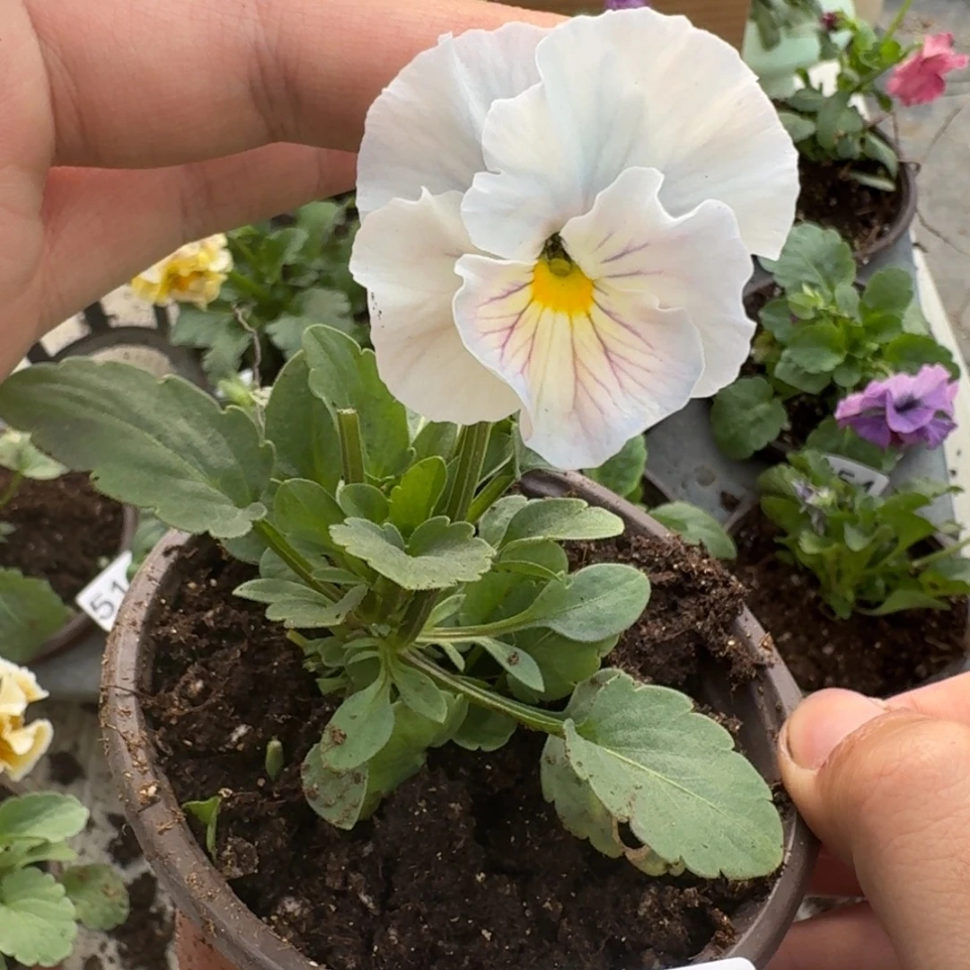 大部分花苞少量开放555