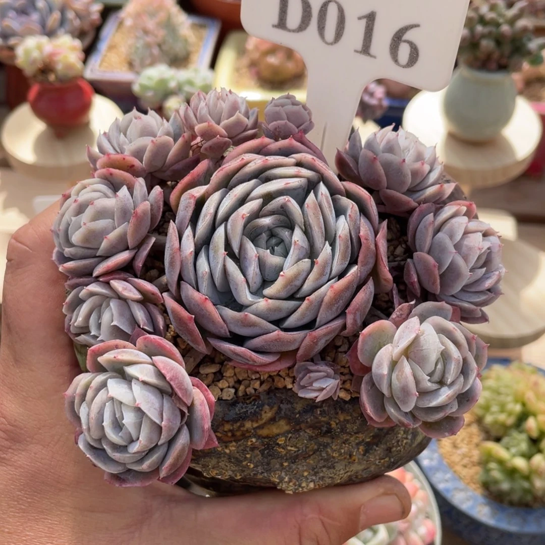 016西娜不带盆11厘米