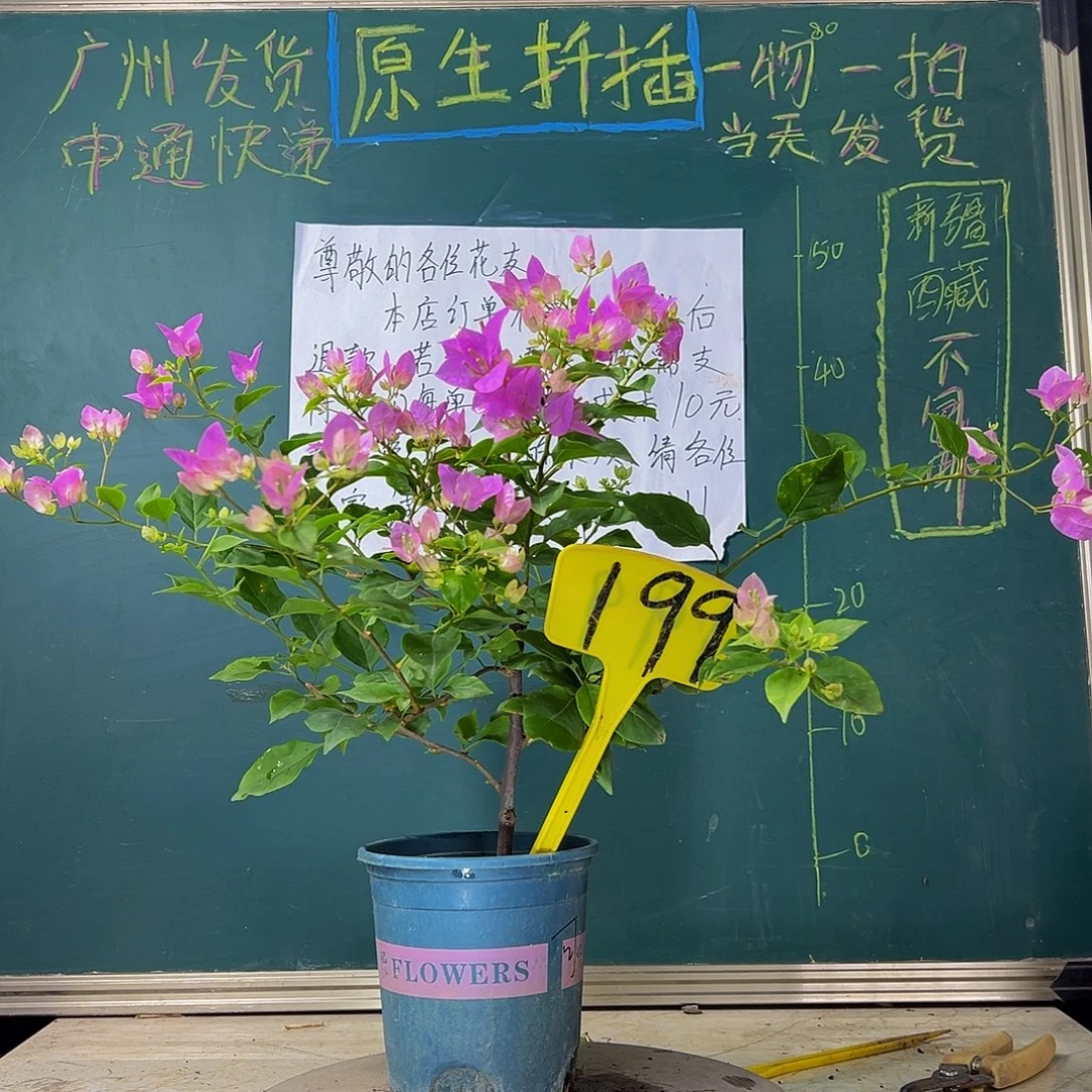 当前无花栽培后可以开花 粉可爱  199