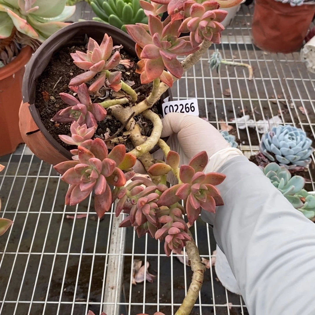 2266红布丁整桩一物一拍