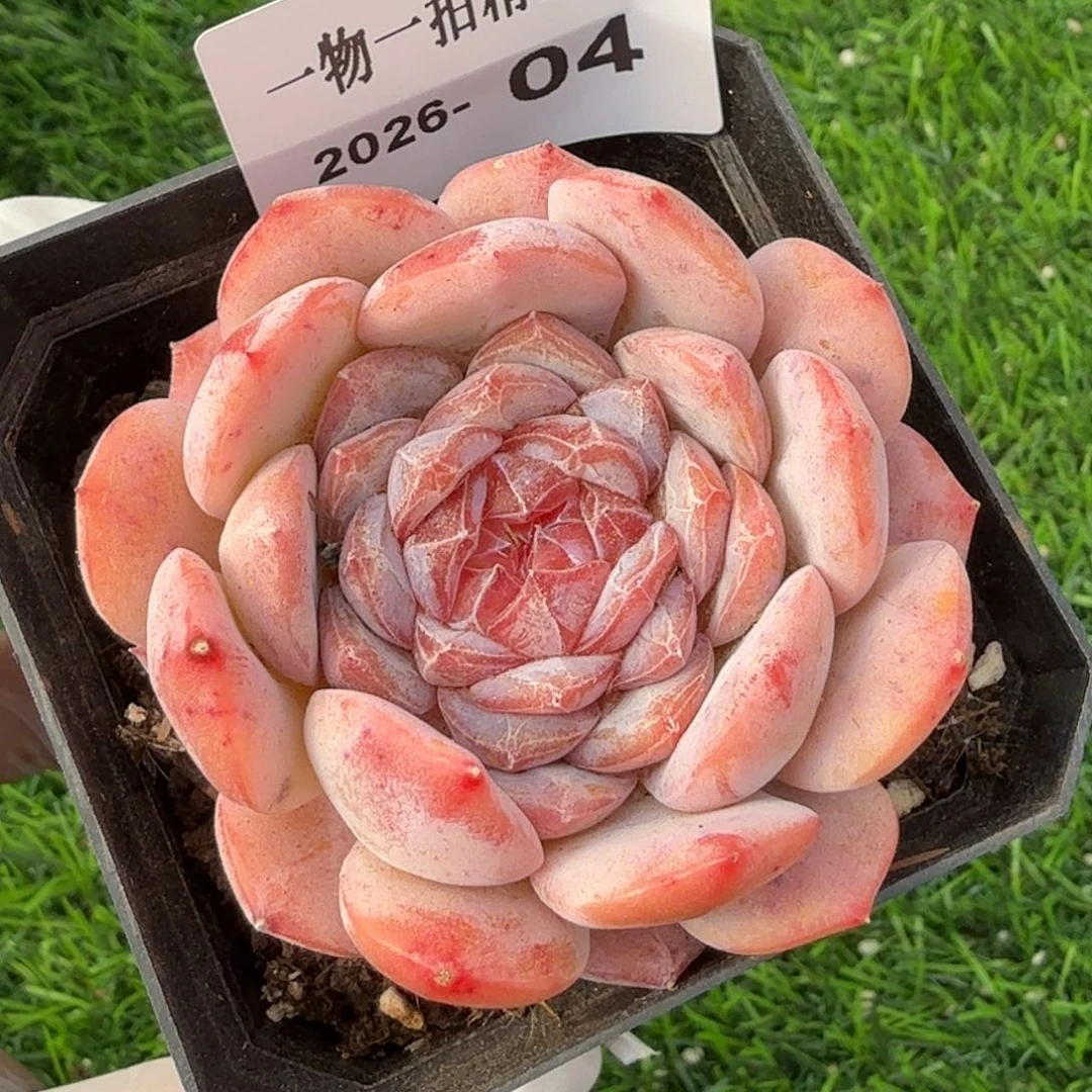 0101-04多肉一物一拍